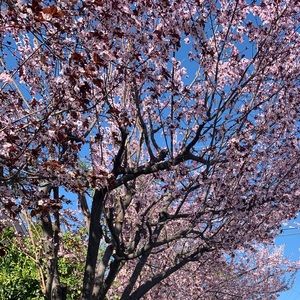 Meet your Posher, Ana